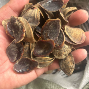 Seashell Murex Operculum